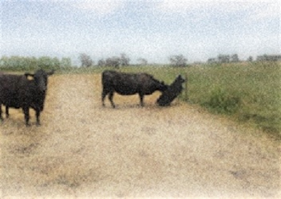 Cows with filter.jpg