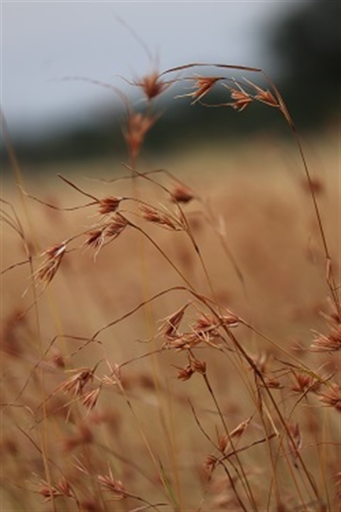 Kangaroo Grass.jpg