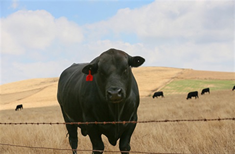 Agriculture.jpg