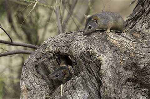 Antechinus in the hollow of a log