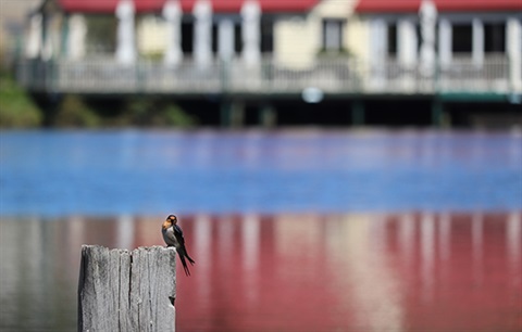 Bird sitting on a post near Lake Daylesford