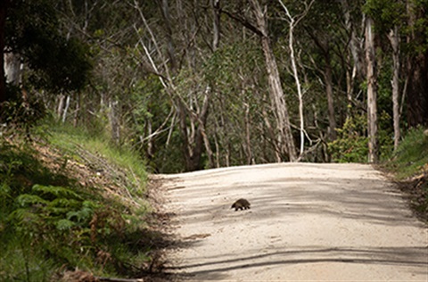 Echidna crossing the road in Wheatsheaf
