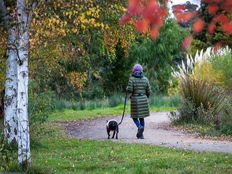 Person walking a dog in parklands