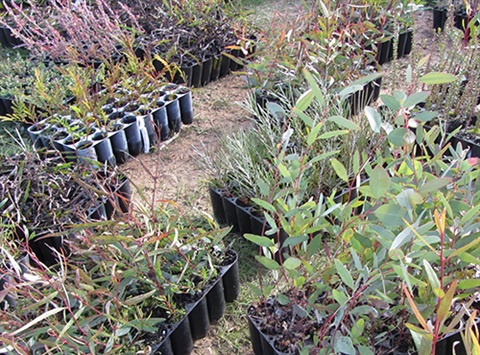 Tree plants in post