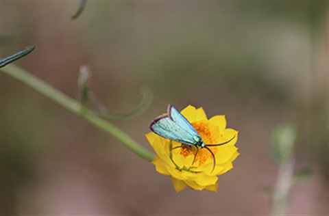 A butterfly on a yellow flower