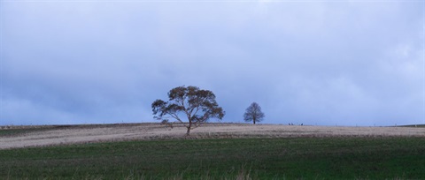 tree in field.jpg