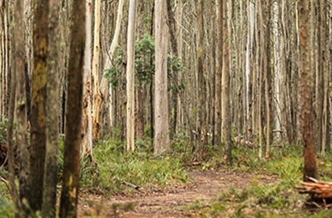 Wombat domino trail path