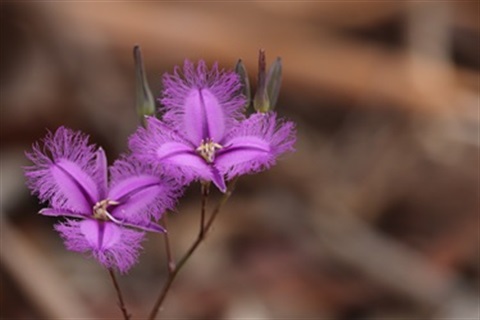 Common Fringe Lily - Twin Bridges small.jpg