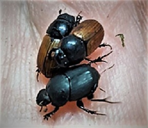 Dung Beetles.jpg