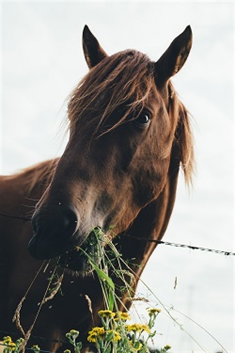 Horse eating grass