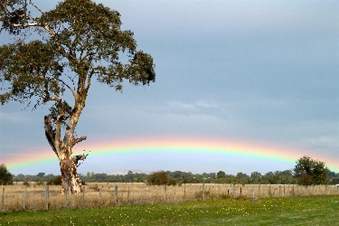 Paddock and rainbow.jpg