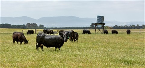 paddock with several cows.jpg