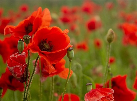 Poppies 