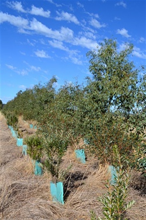 Revegetation small.jpg