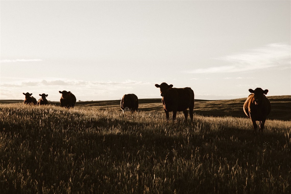small cattle 2.jpg