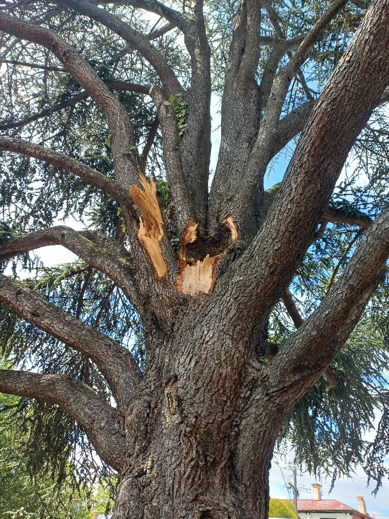 Tree-with-damage-2.jpg