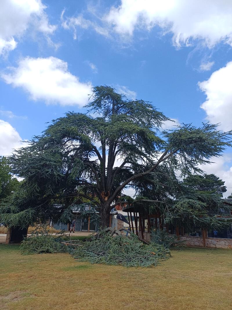 Tree-with-damage-Creswick.jpg